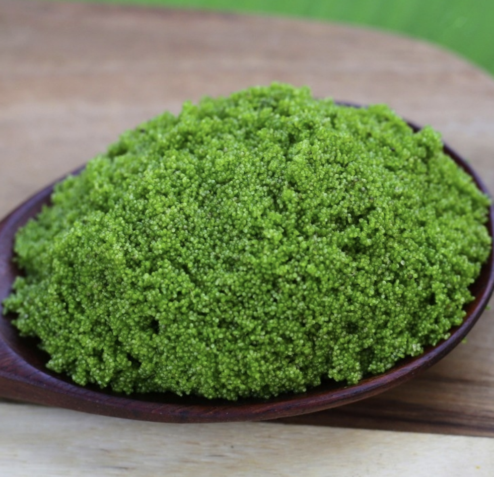 Thailand green gold superfood pham watermeal showing sustainable protein farming, future food innovation, eco friendly agriculture, and Thai food technology development