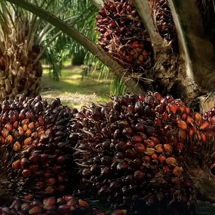 Global palm oil prices surge as war-driven demand, biofuel use, and supply disruptions push food costs higher worldwide
