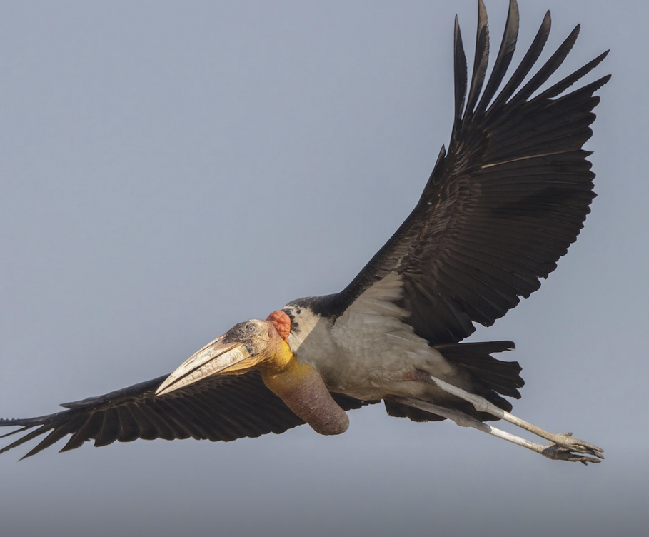 Rare Greater Adjutant stork chick hatching at Khao Kheow Open Zoo in Thailand, showing endangered wildlife conservation and successful captive breeding efforts
