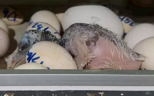 A rare Greater Adjutant stork chick has successfully hatched in Thailand for the first time, giving new hope to one of the world’s rarest birds.